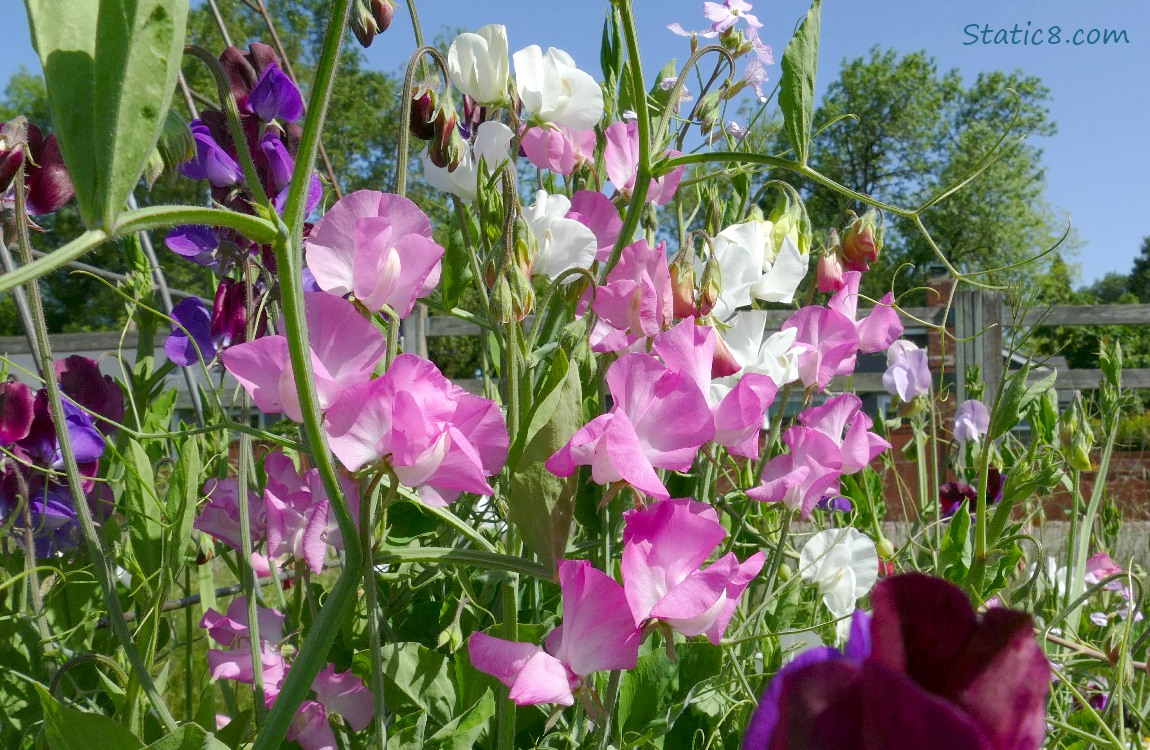 Pink Sweet Pea blooms