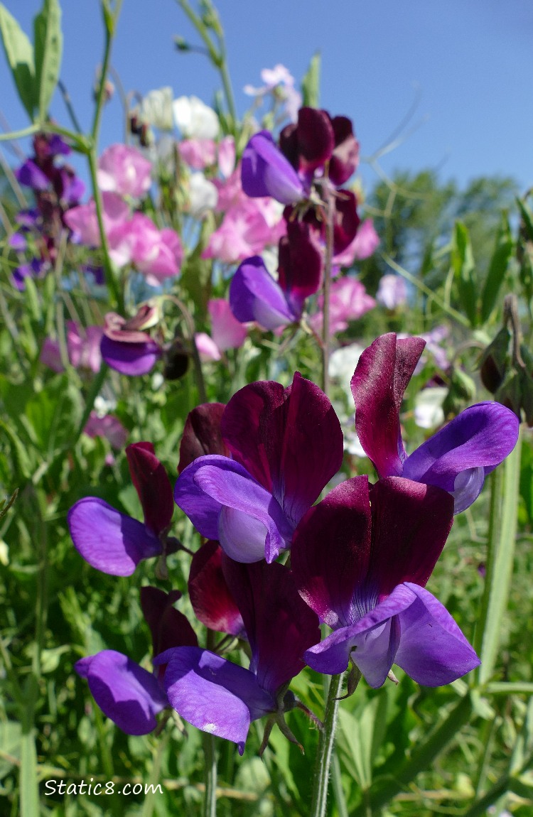 Purple and Pink Sweet Pea blooms