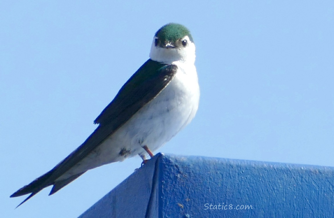 Violet Green Swallow standing on the edge of a building, blue sky behind