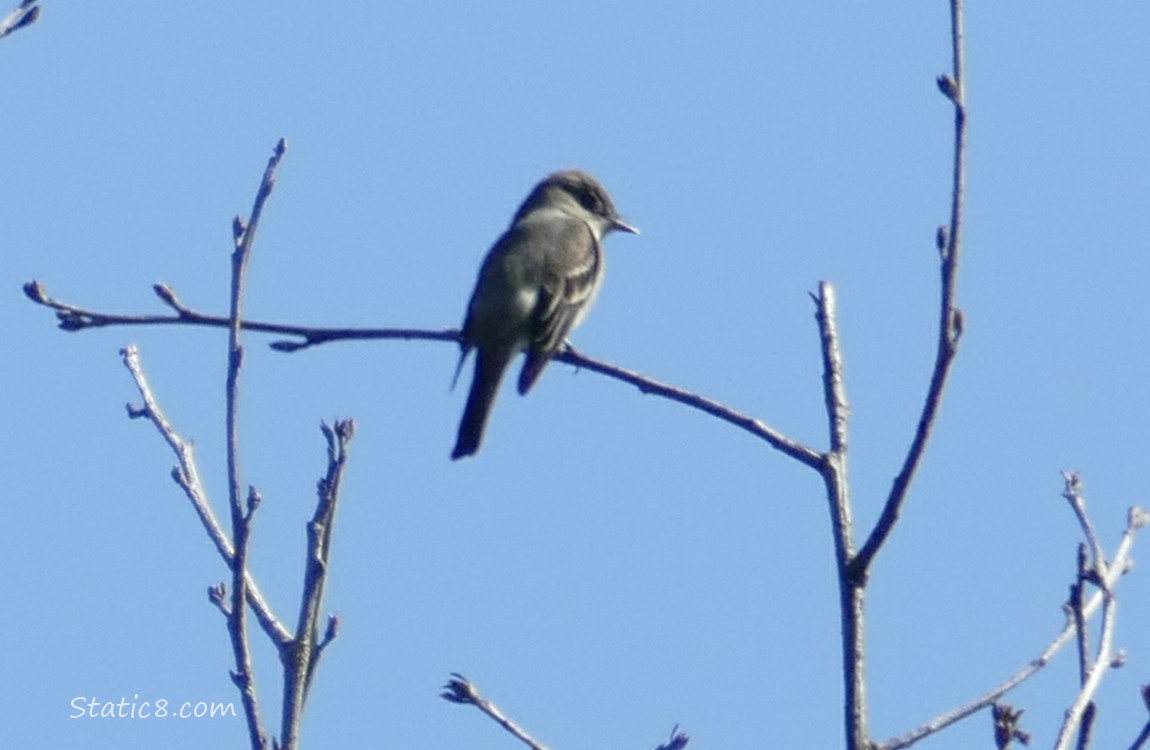 Wood Pewee, standing on a twig