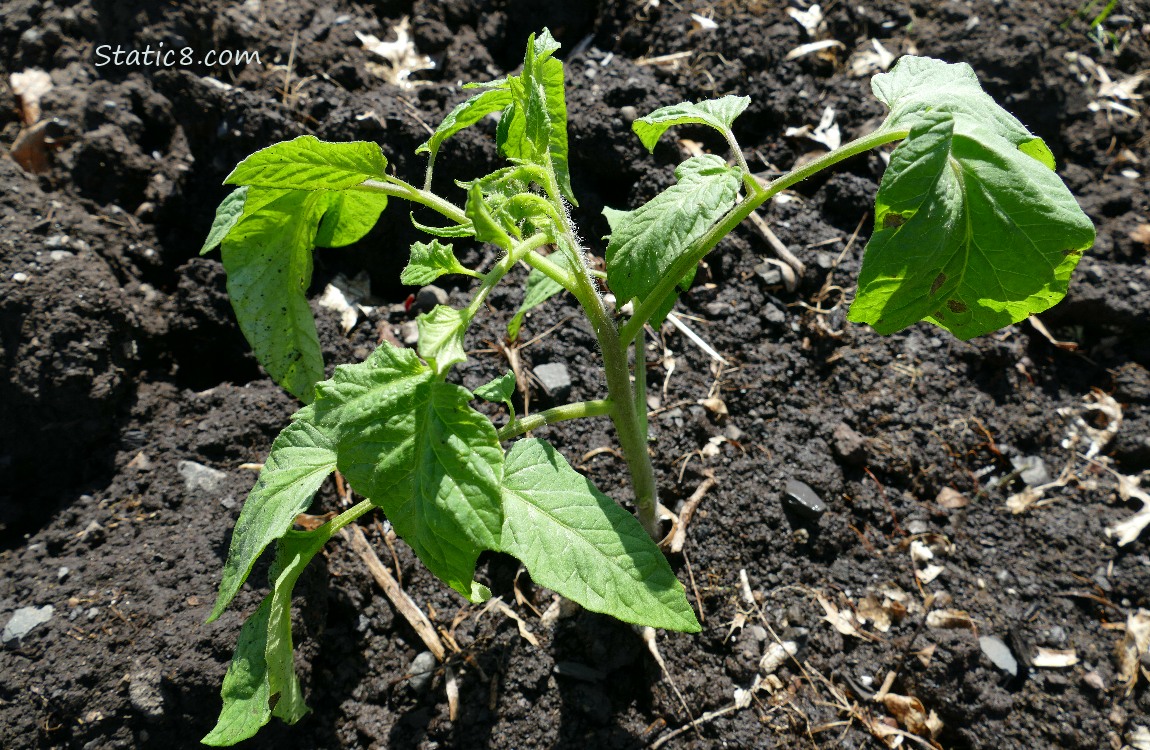 Brandywine tomato plant growing in the dirt