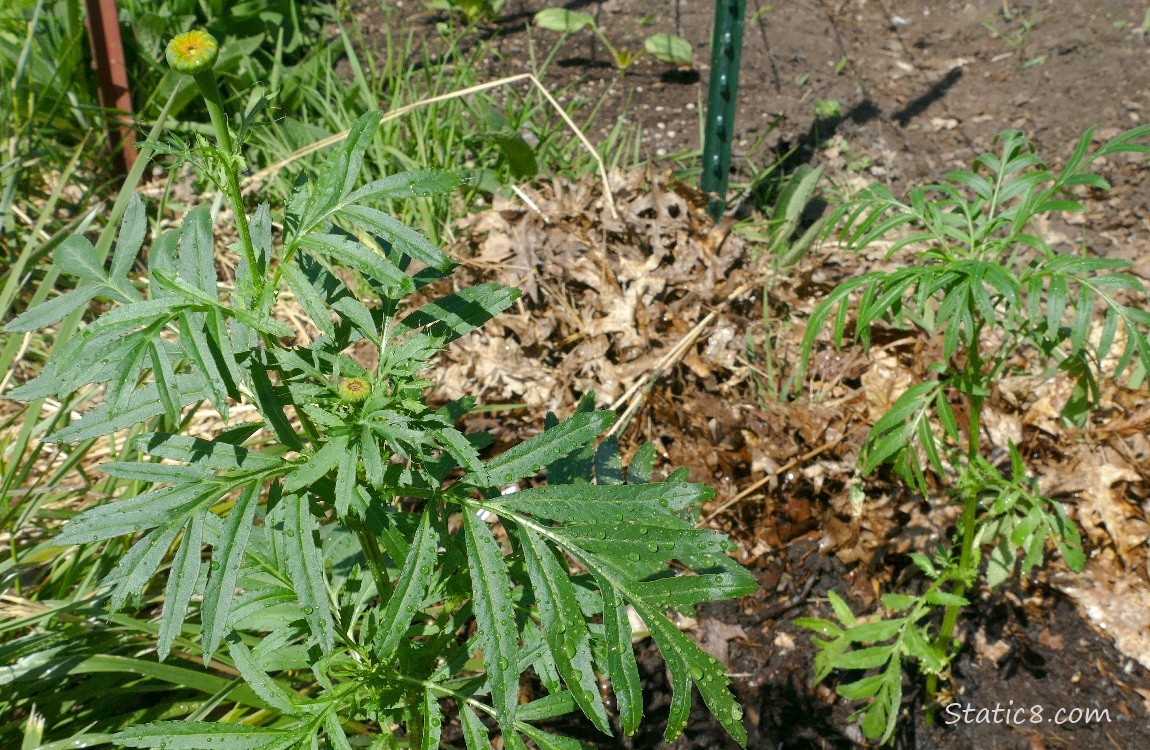 Giant Marigolds with buds not blooming yet