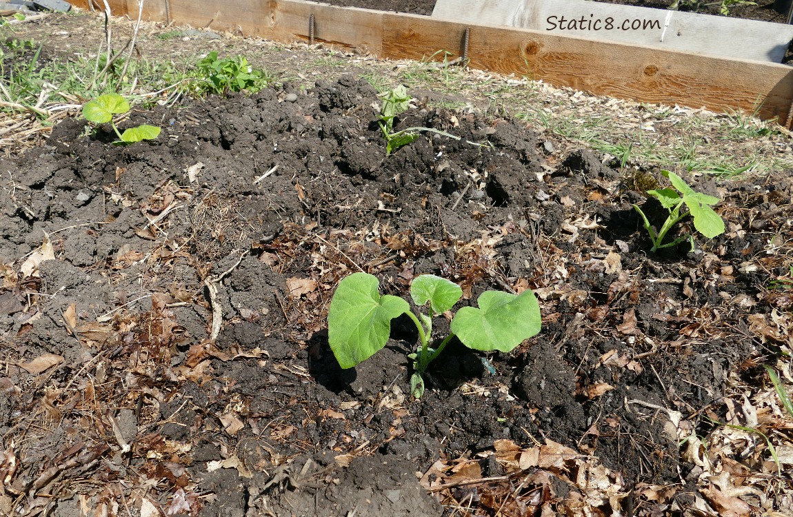 Garden plot