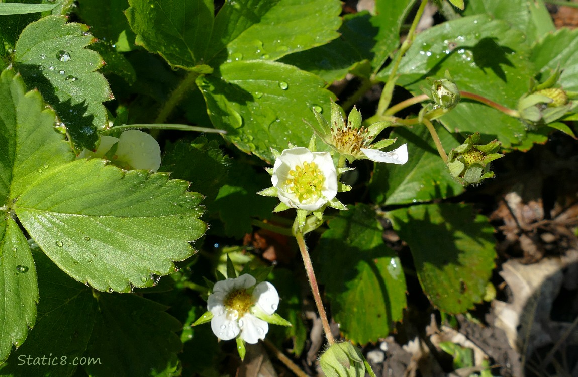 strawberry blooms and small growing fruits