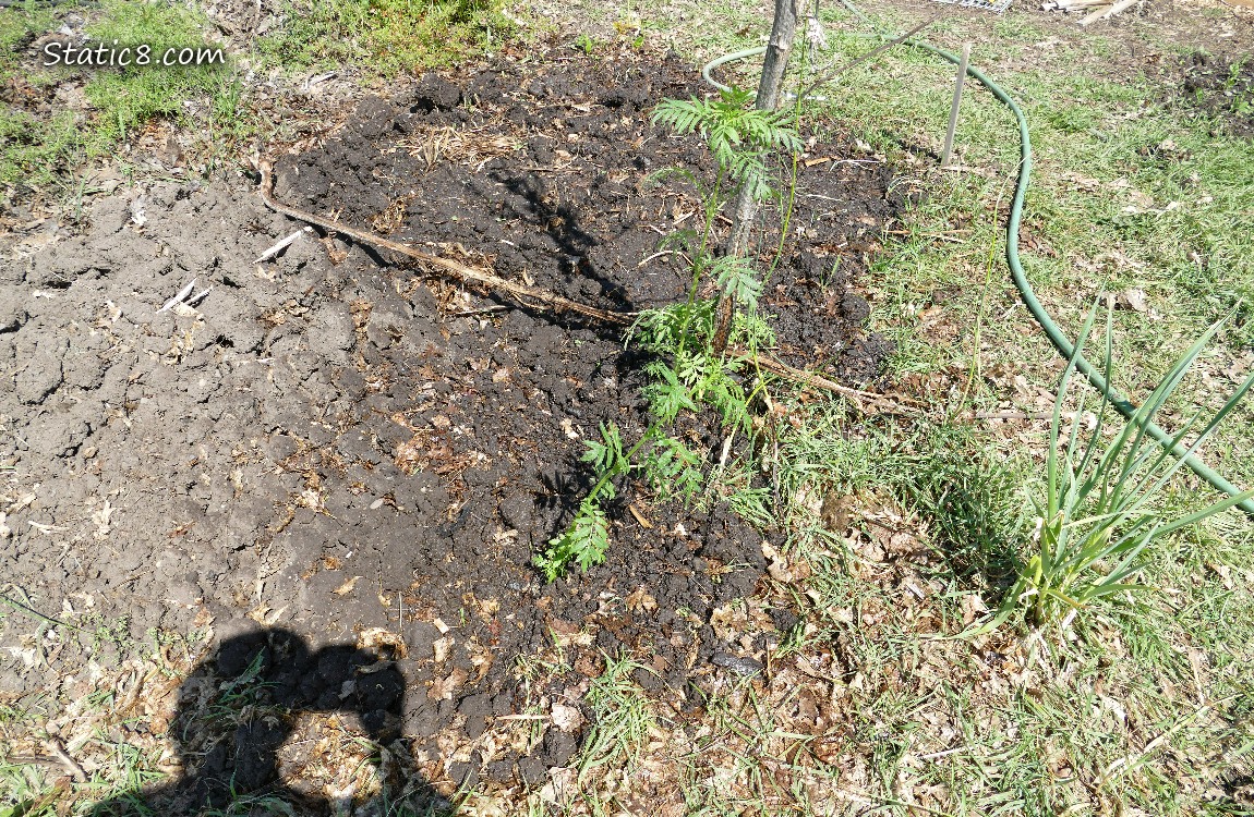 Garden plot