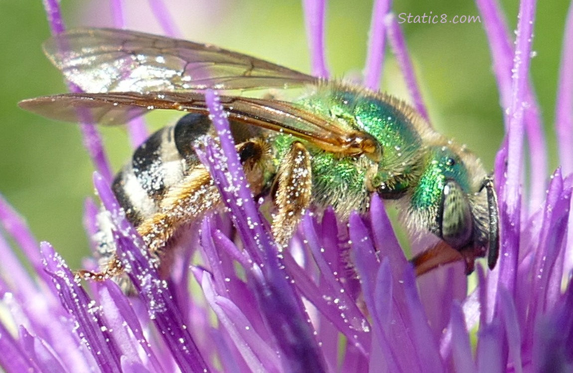 Metallic green bees on a purple thistle bloom