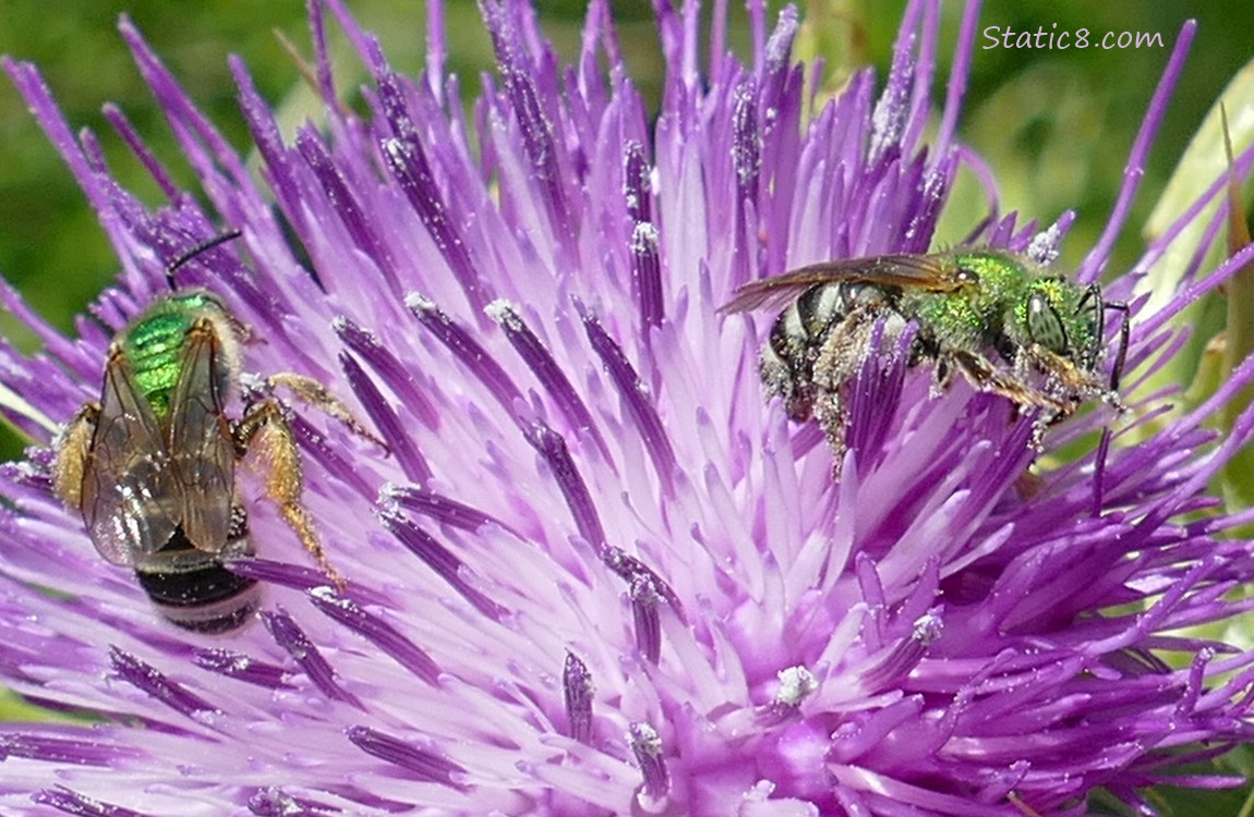 Metallic green bees on a purple thistle bloom