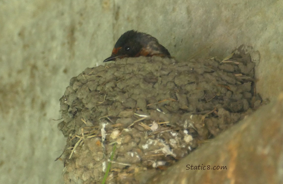 Barn Swallow in the nest