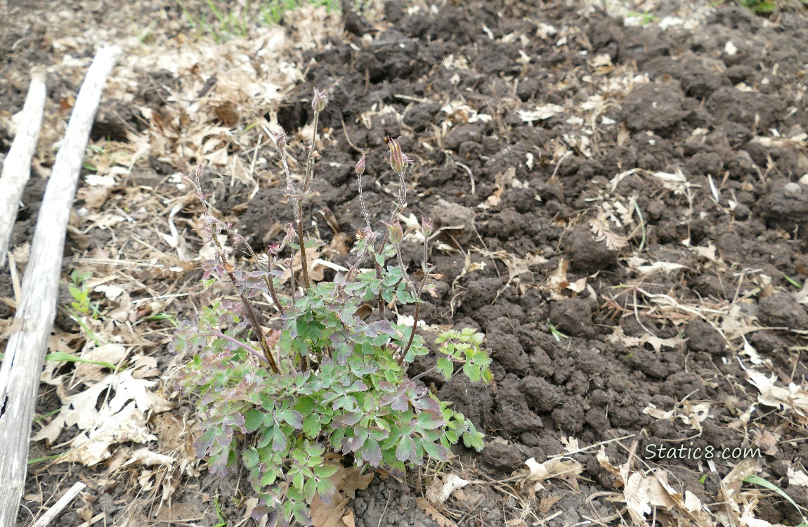 Columbine next to forked dirt