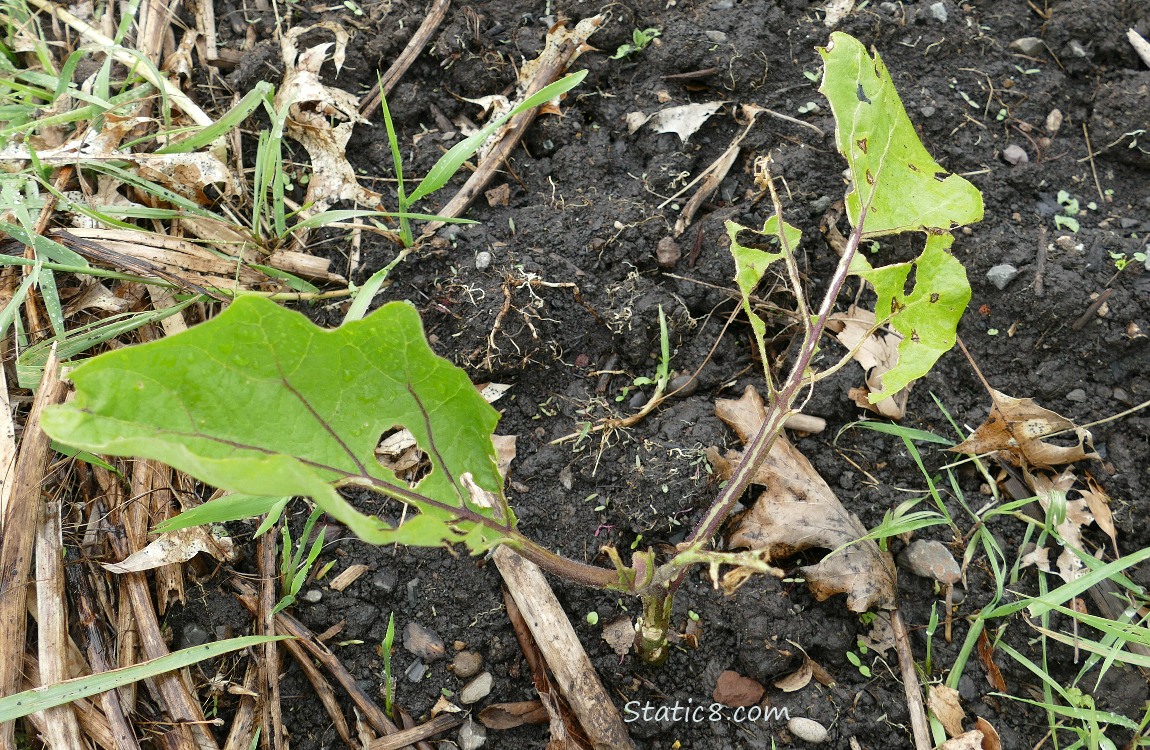 munched Eggplant leaves