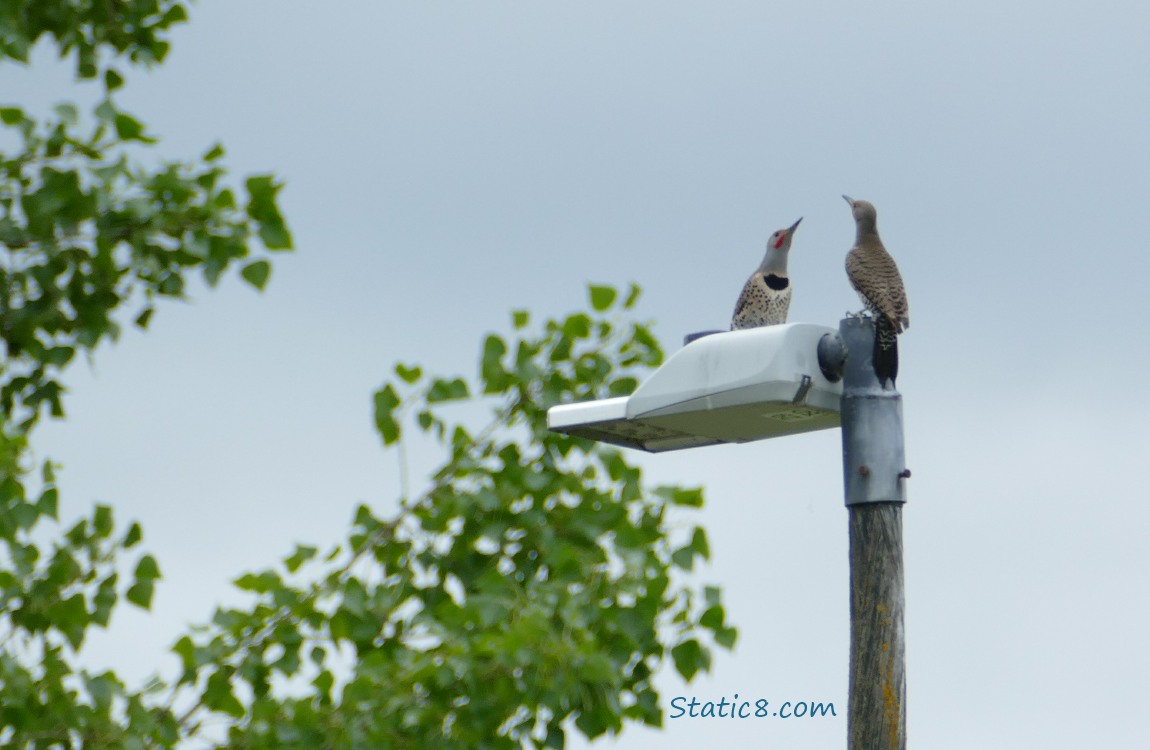 Two Flickers standing on top of a street lamp