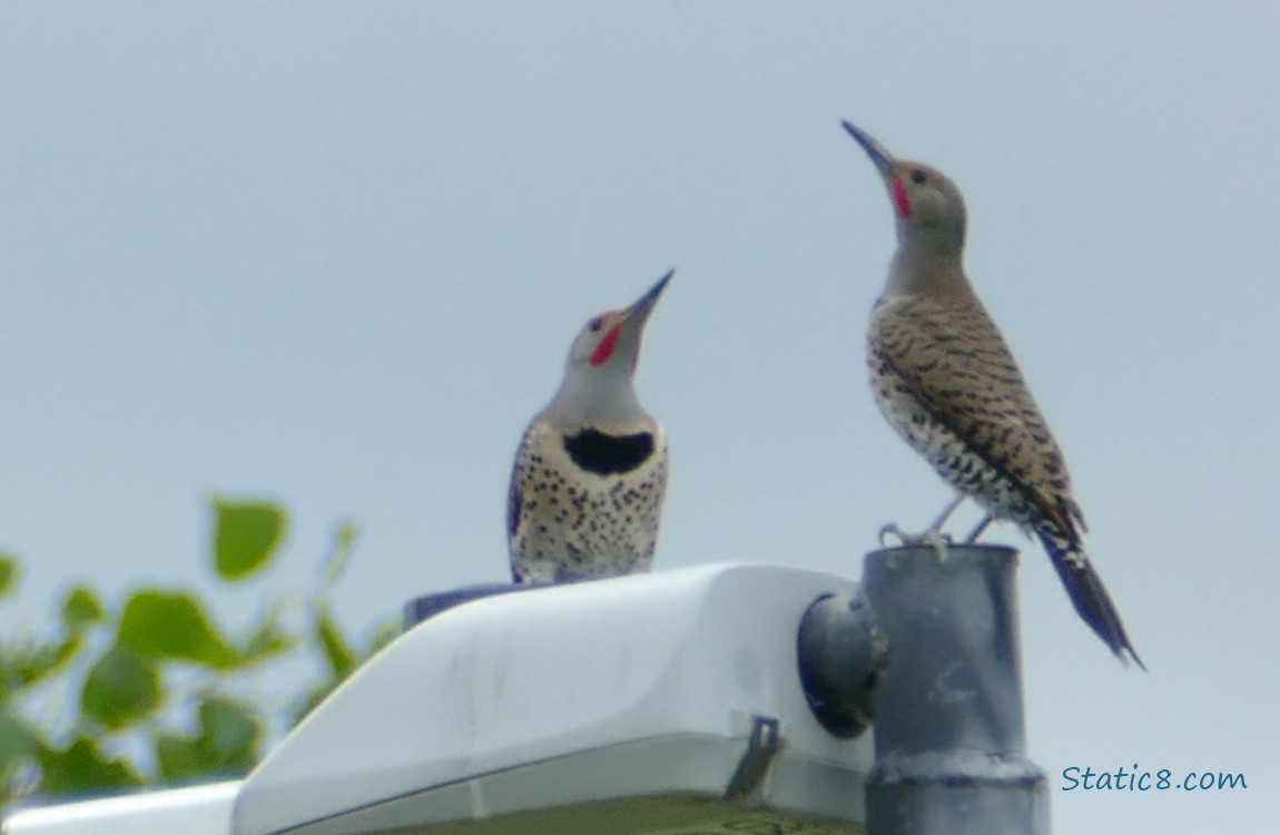 Two male Flickers staning on top of a street lamp