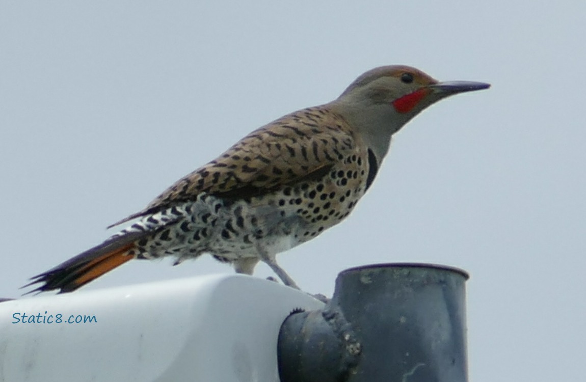 Single Flicker standing on a street lamp