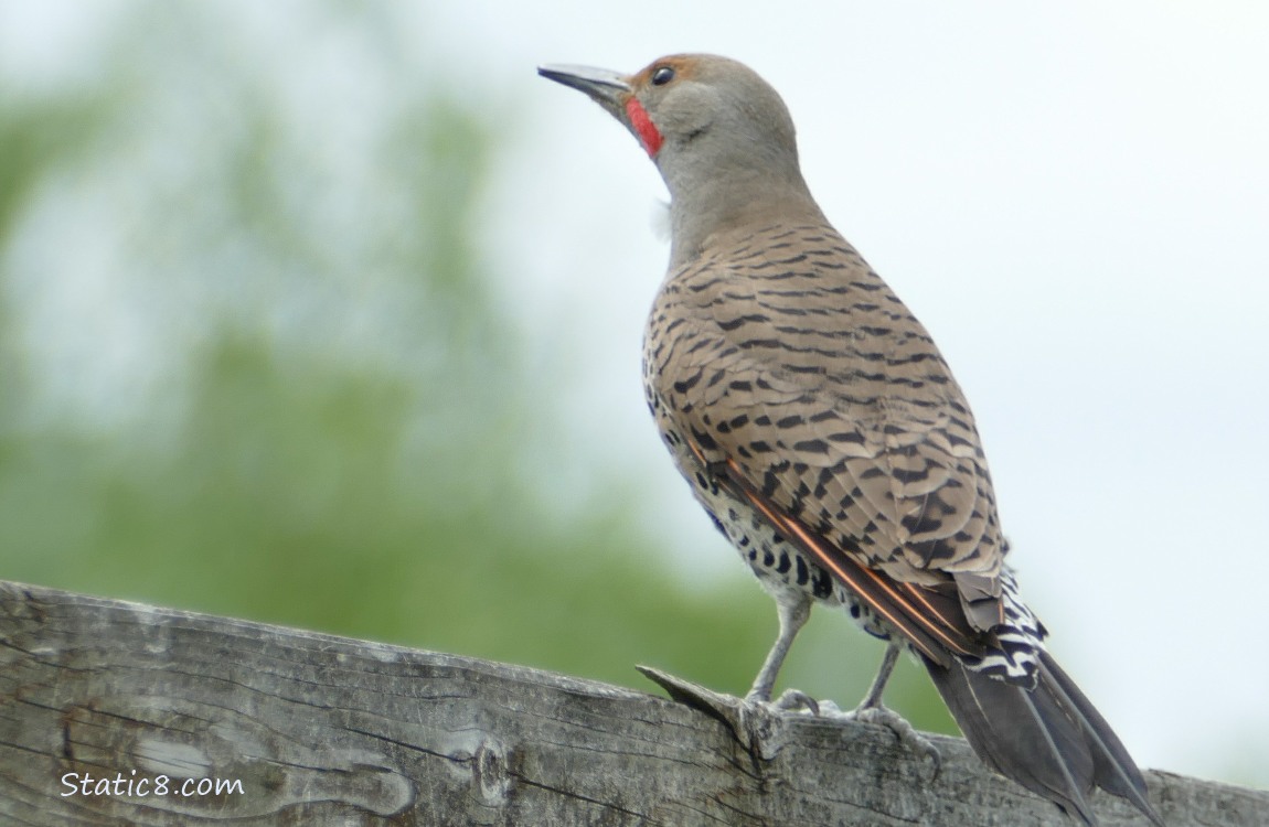 Flicker standing on a wood fence, head tilted to look up