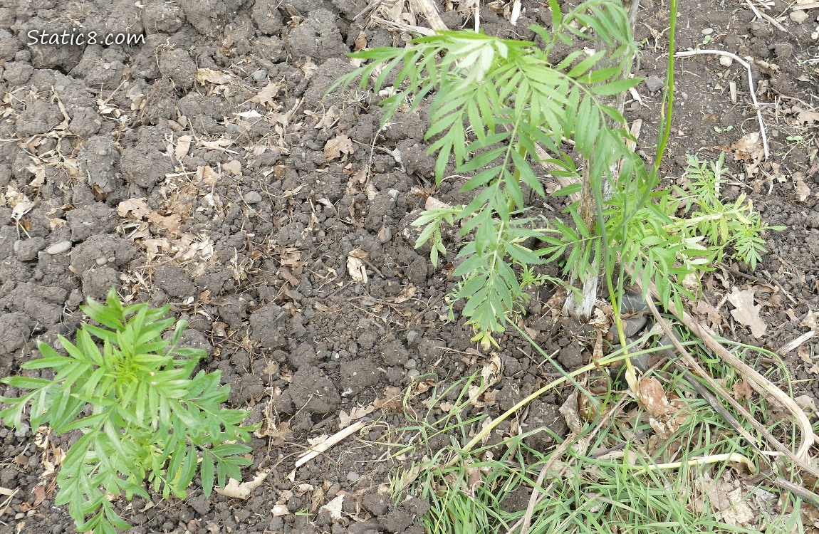 Marigolds planted in the dirt