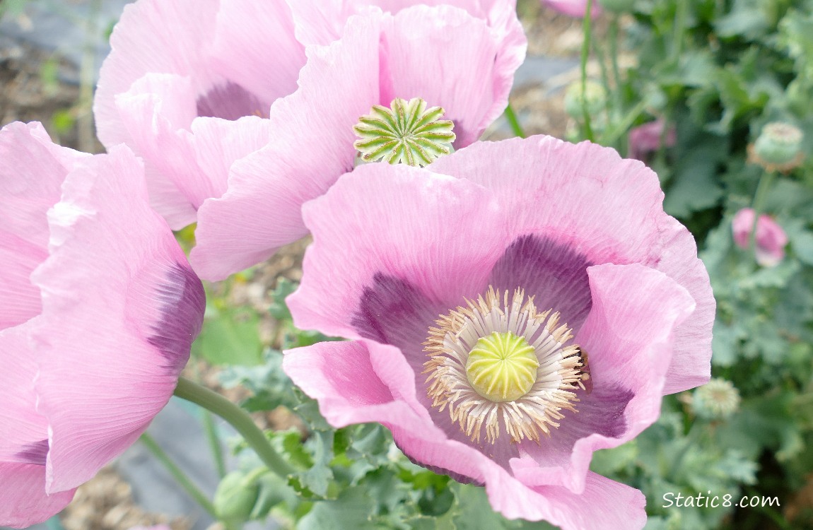 Pink Breadseed Poppy blooms