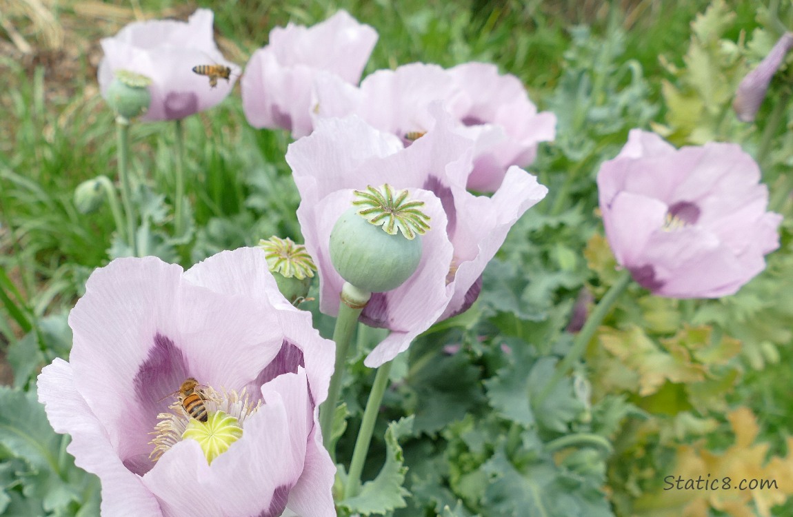 Lavender coloured Breadseed Poppy blooms with a couple bees