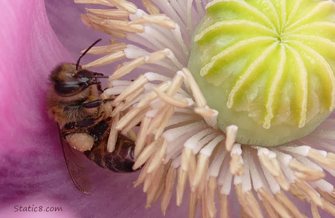 Honey Bee pollinating a pink Poppy bloom