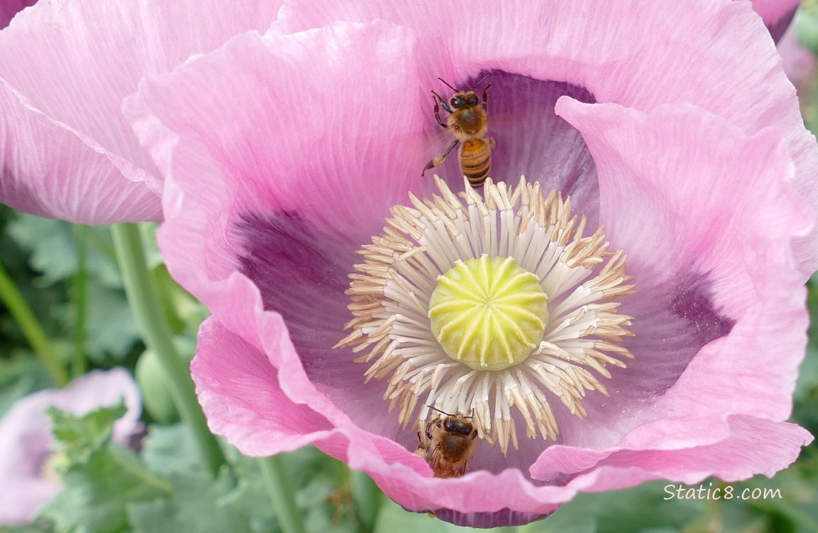 Breadseed Poppy blooms with Honey Bees in them