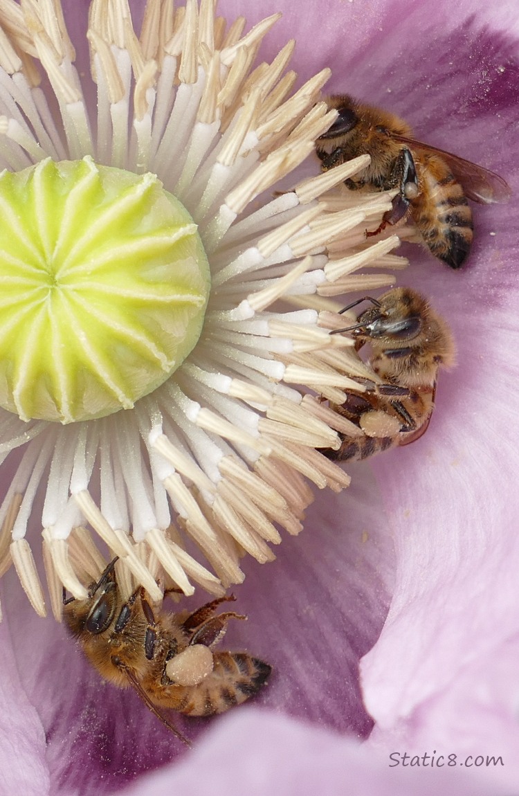 Three Honey Bees pollinating a Breadseed Poppy bloom