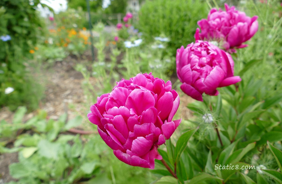 Pink Peonies in a colourful garden plot