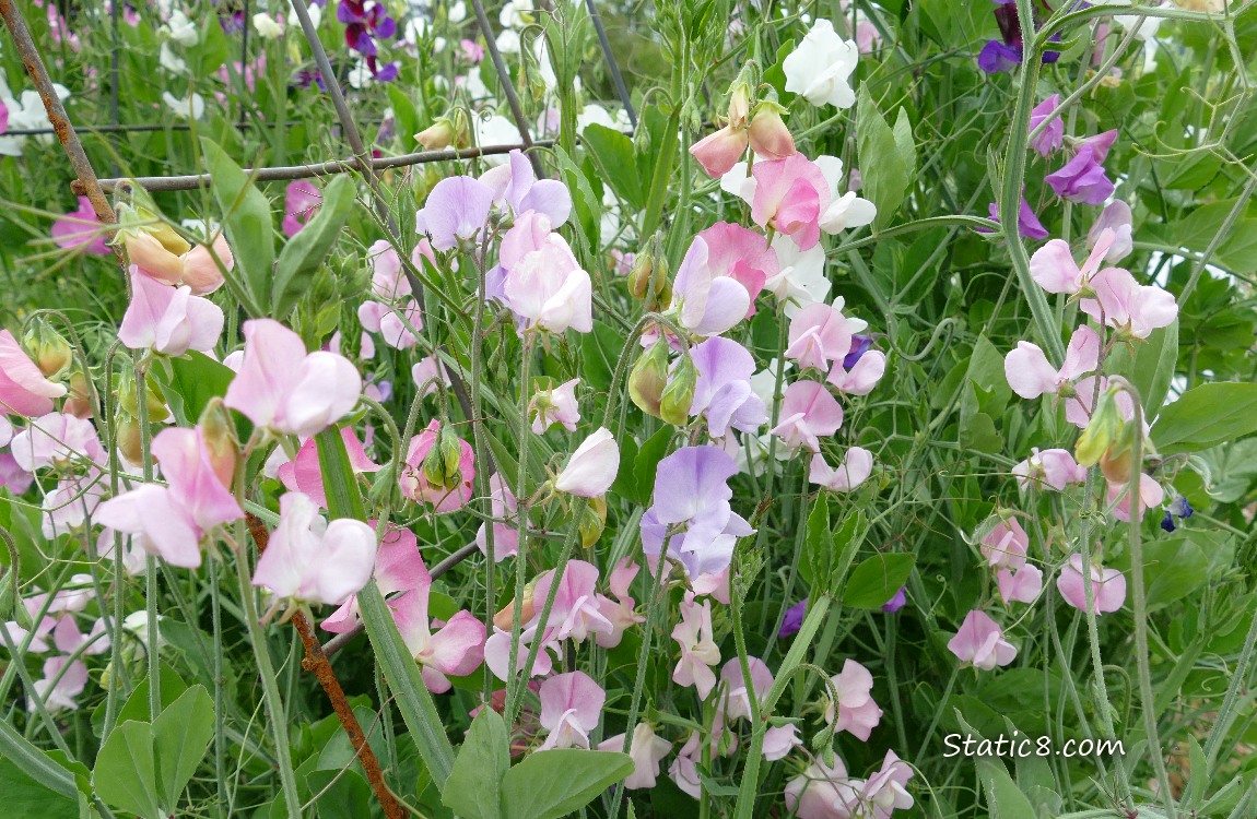 Sweet Pea blooms in pinks and lavenders