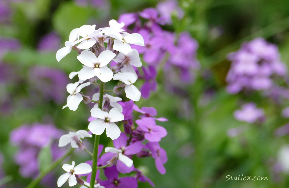 White Wallflower blooms, surrounded by purple ones