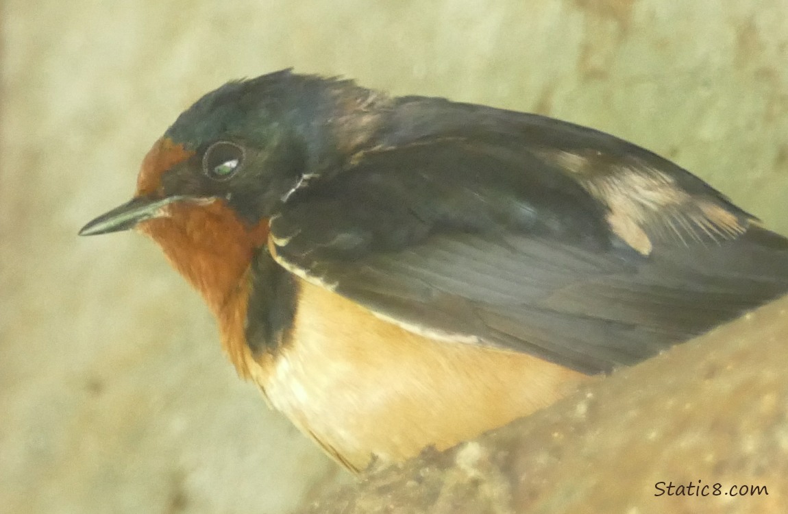 Barn Swallow standing on a pipe under the bridge