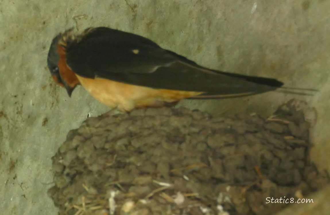 Barn Swallow standing on the edge of the nest, looking down