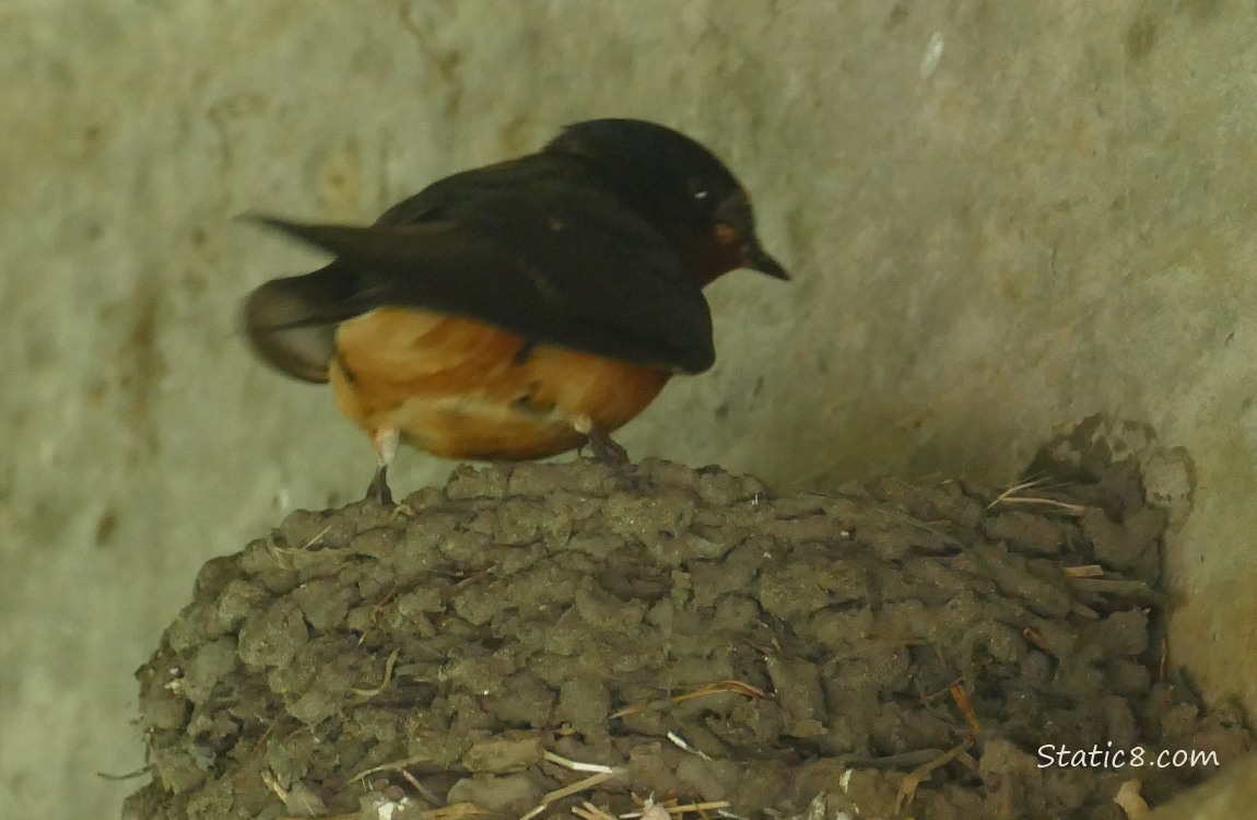 Barn Swallow standing on the edge of the nest, looking down