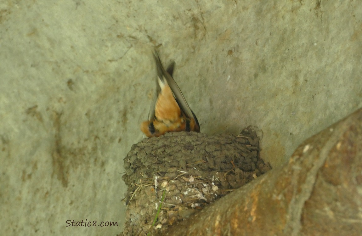 Barn Swallow going into the nest