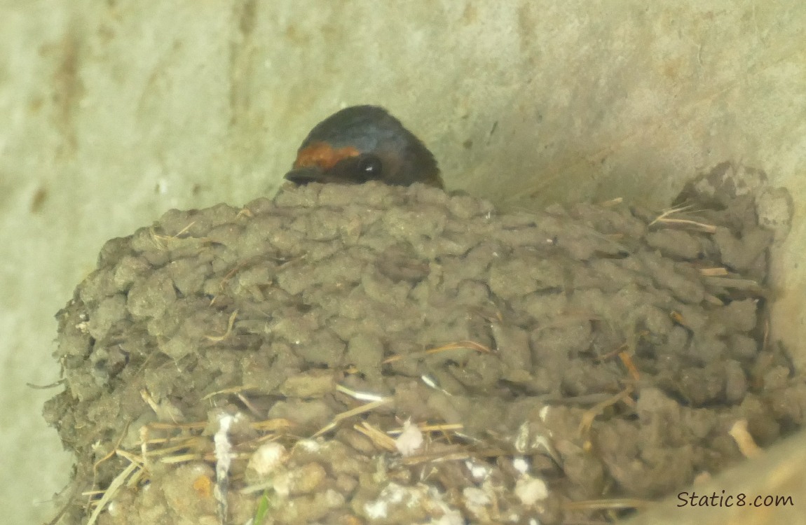 Barn Swallow sitting in the nest