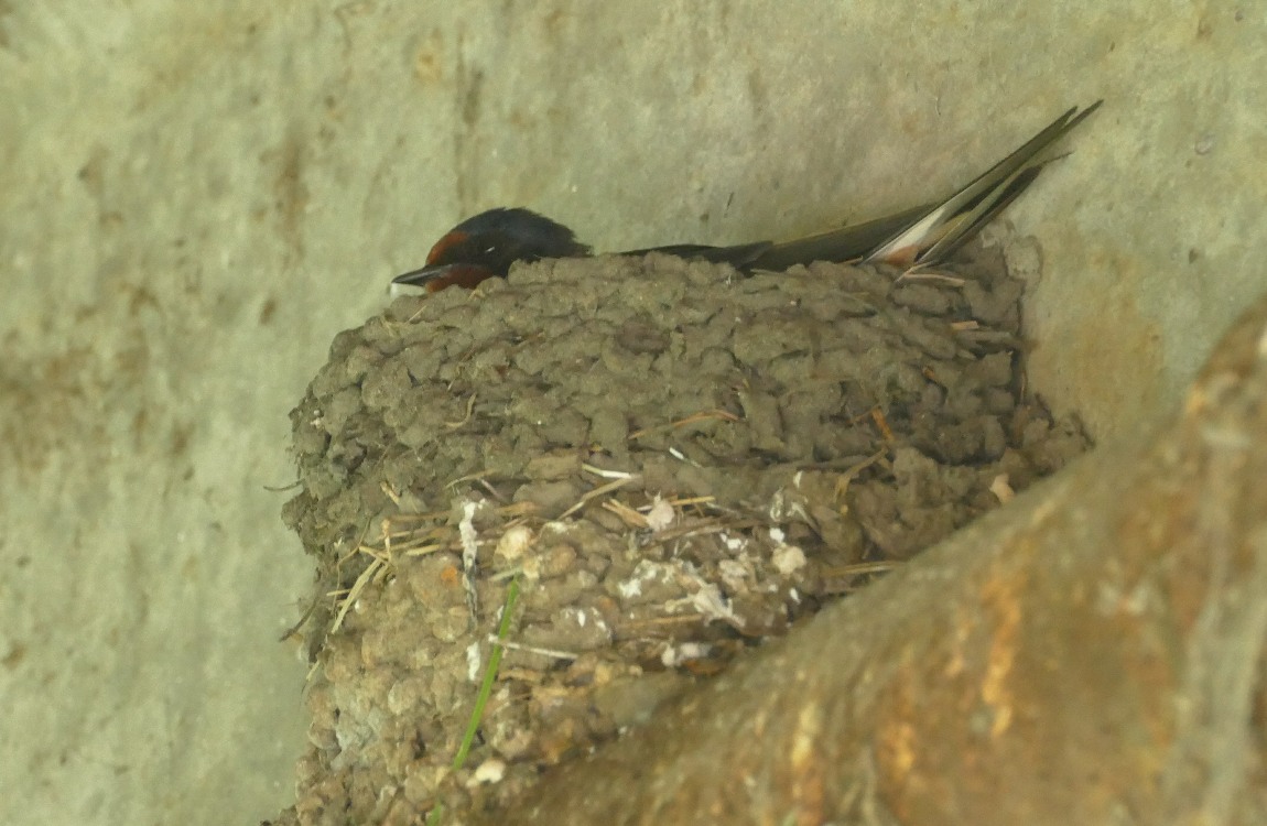 Barn Swallow sitting in the nest