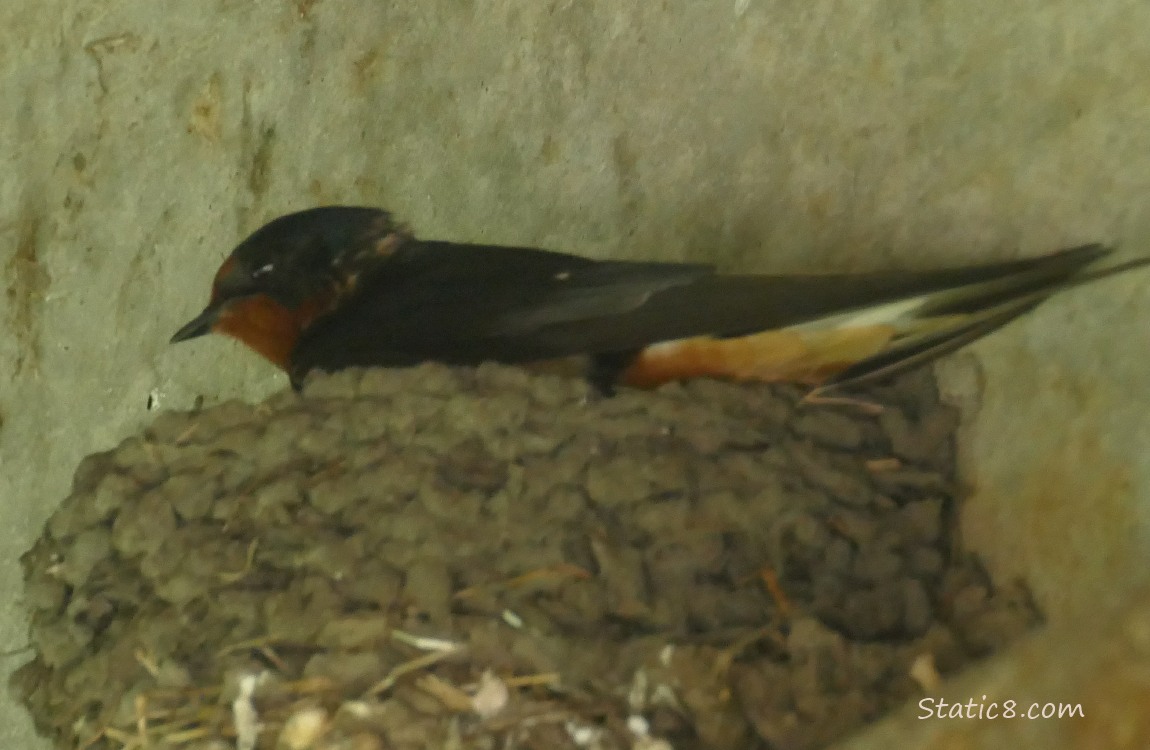 Barn Swallow settling in the nest