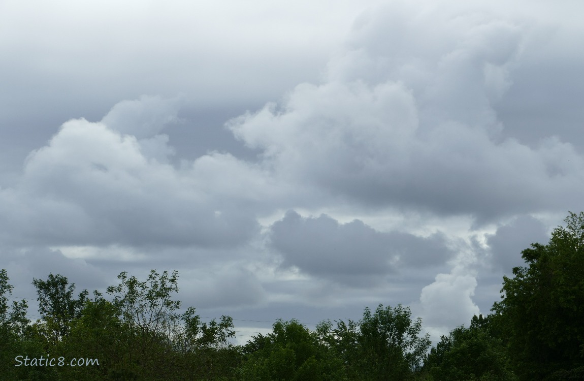 Grey Clouds above the trees