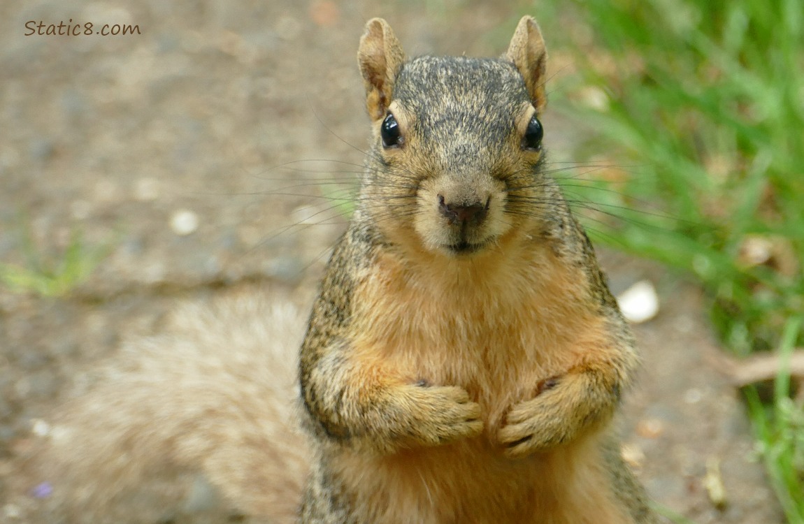 Squirrel standing on the sidewalk