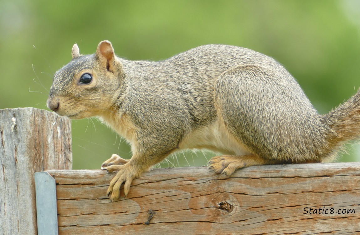 Squirrel walking along a wood fence