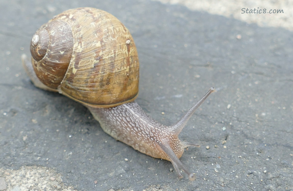 Snail on the sidewalk