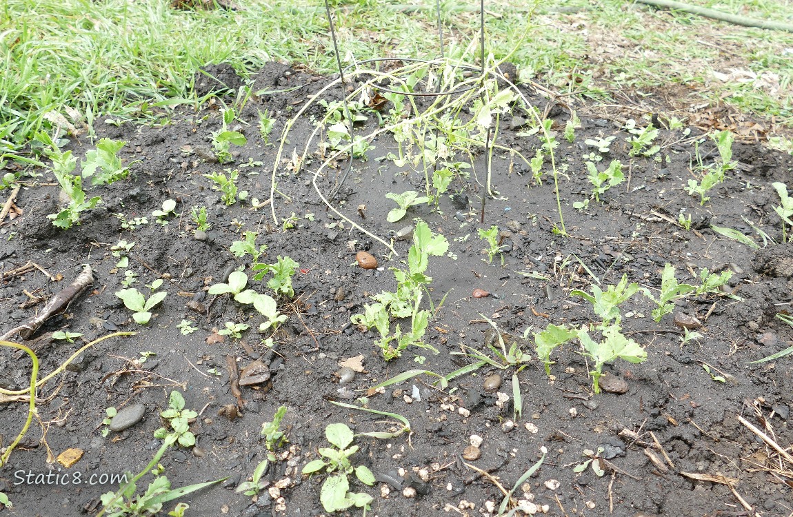 Garden Plot