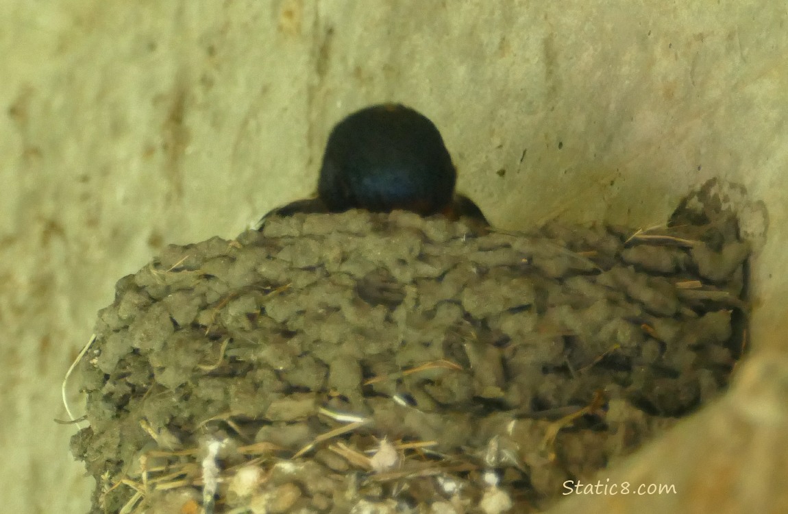 Barn Swallow in nest, looking down