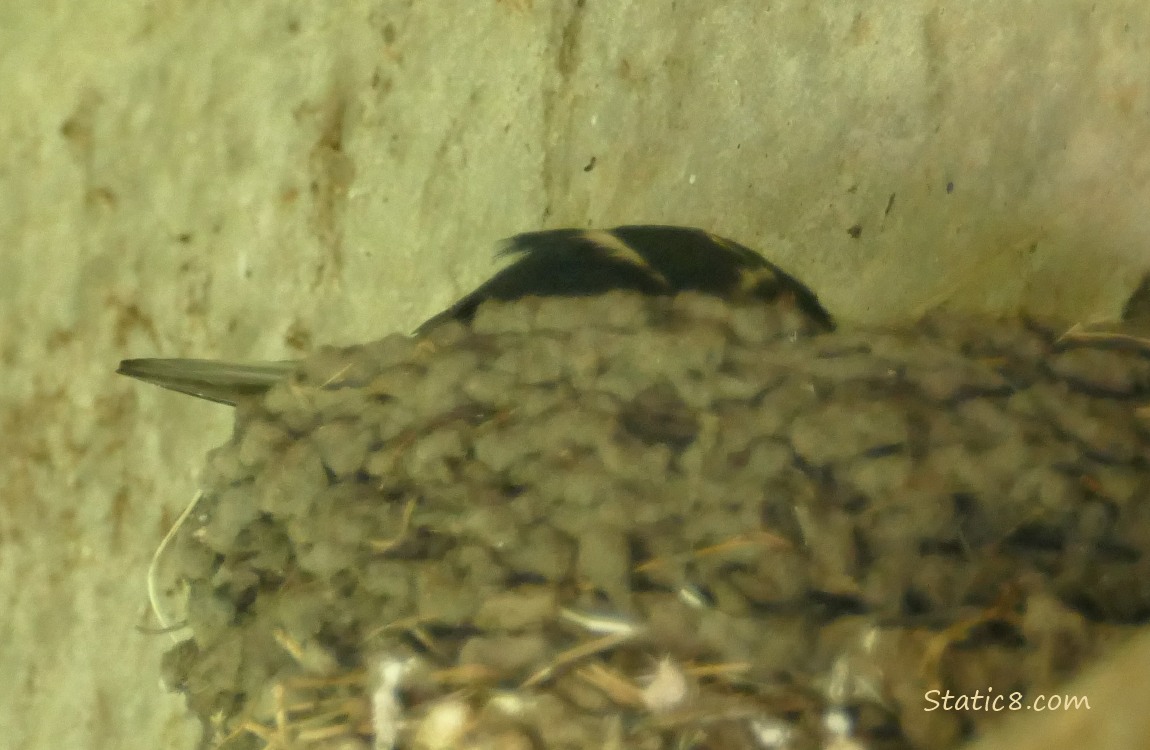 Barn Swallow in the nest, looking down