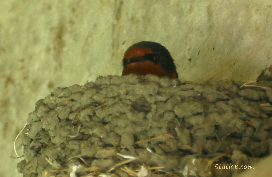 Barn Swallow sitting in the nest