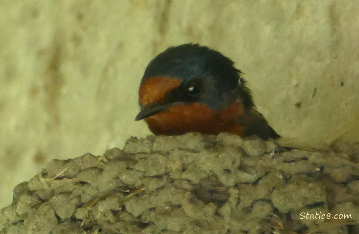 Barn Swallow sitting in the nest