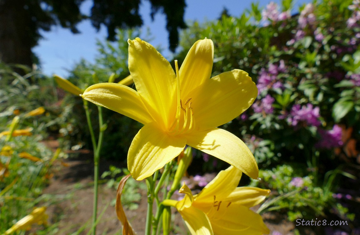 Yellow Day Lily blooms