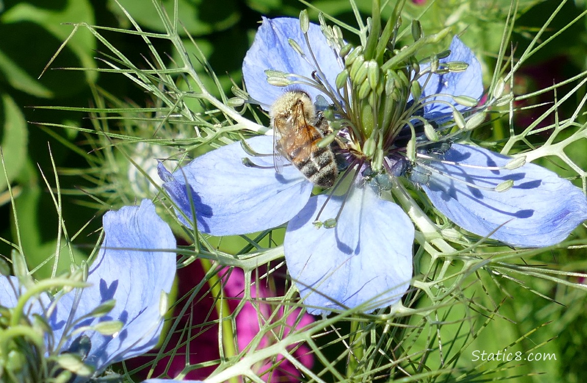 Honey Bee on a Love in a Mist bloom