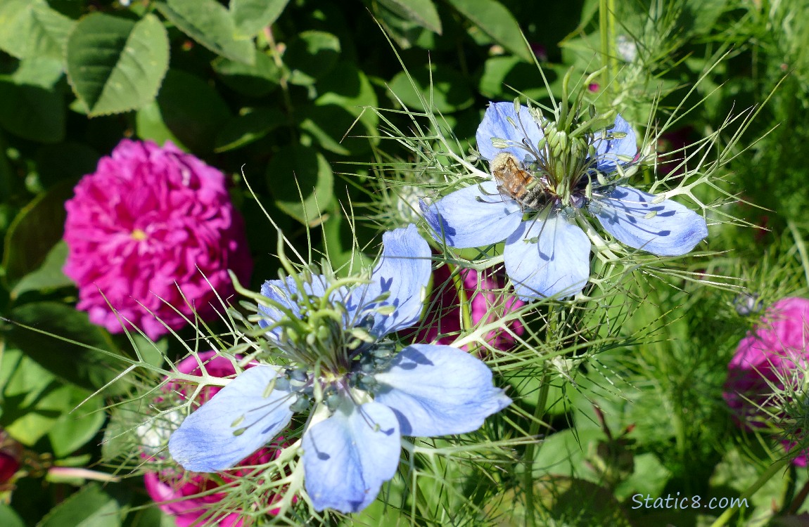 Love in a Mist blooms with a Honey Bee on one