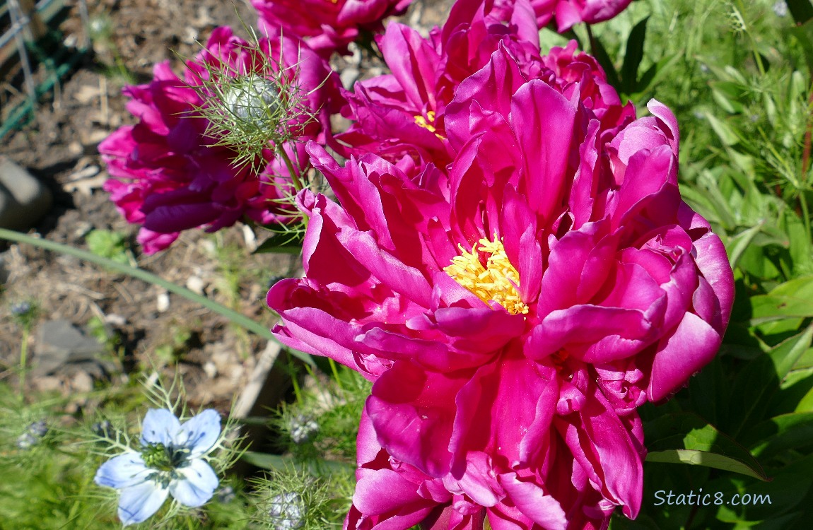 Bright red violet Peonies