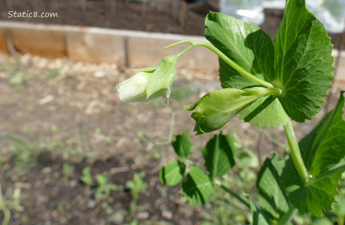 Snap Pea plant with a white bloom on it