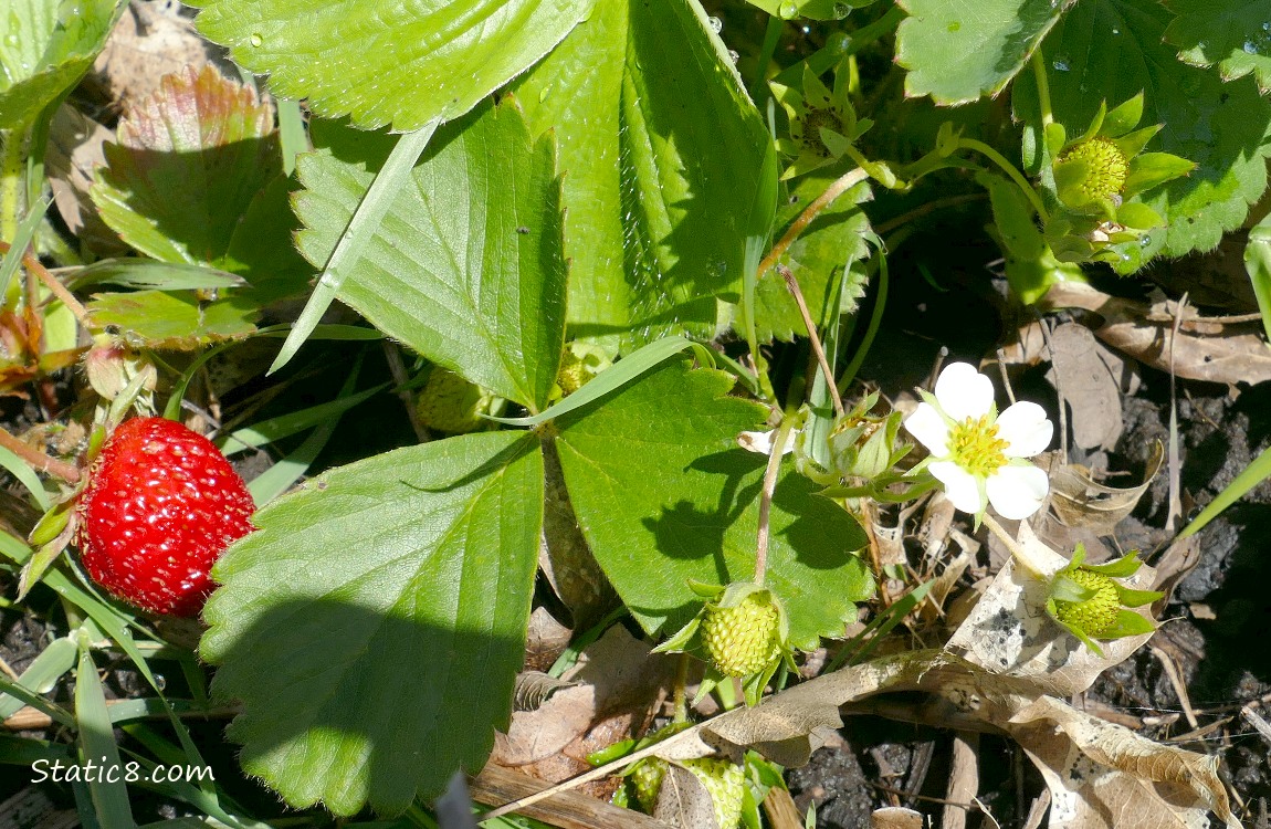 Strawberry plant with gree fruits and a blooms