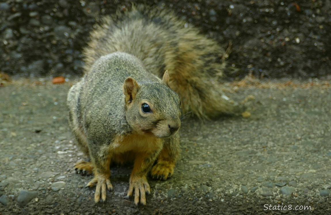 Squirrel sitting on the sidewalk